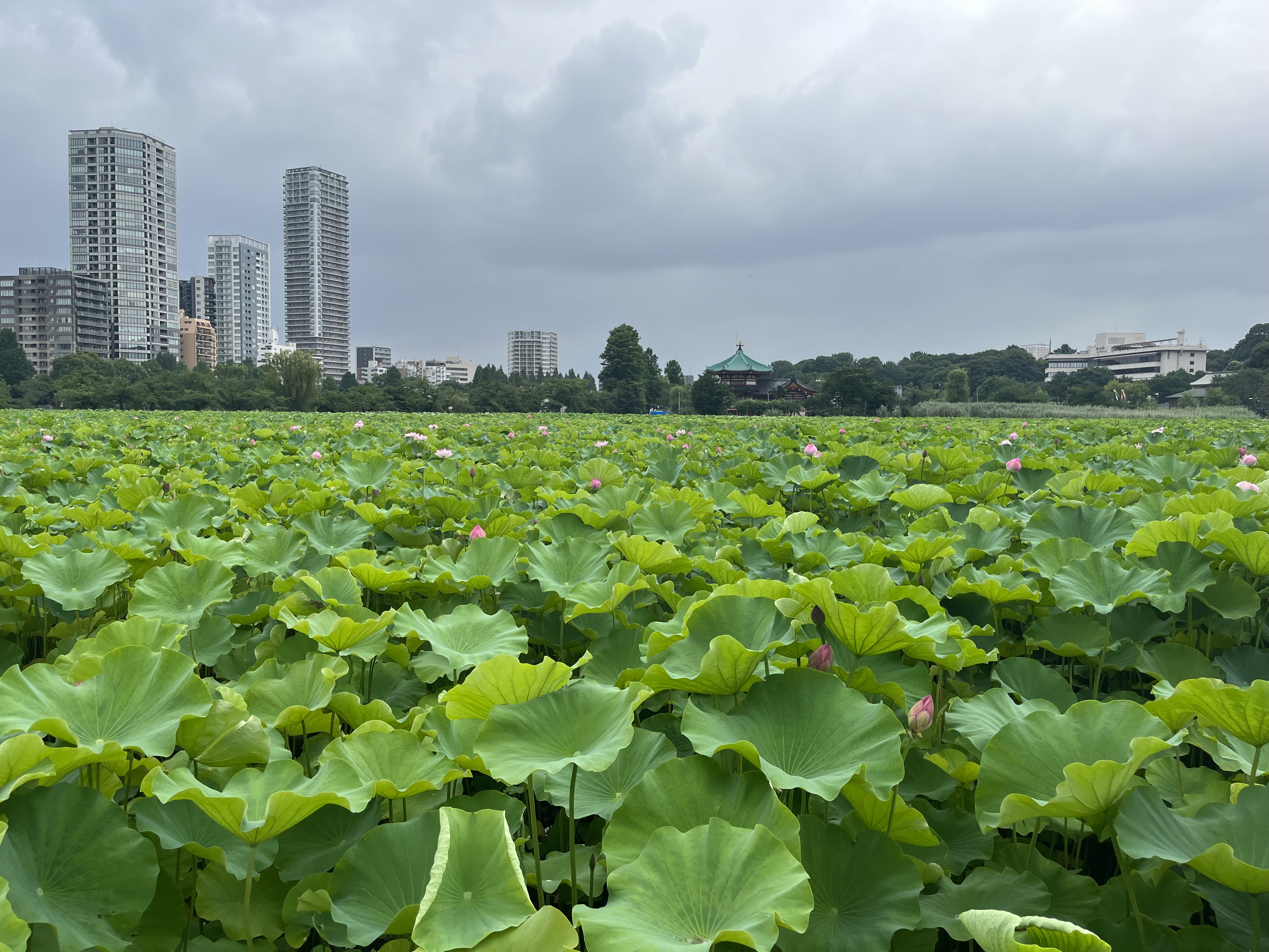 Photo of Ueno Park, best park in Tokyo