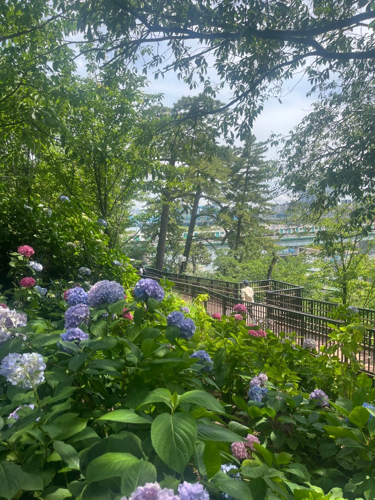 Photo of Tamagawadai park in Tokyo filled with hydrangeas